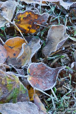 Day 2 - Frozen Leaves