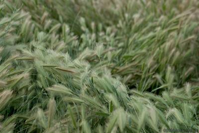 Wild Wheat