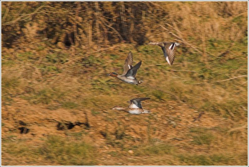 Teal Take Off