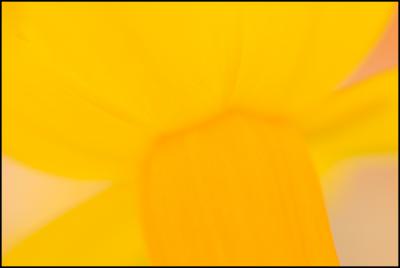 Tortured Daffodils