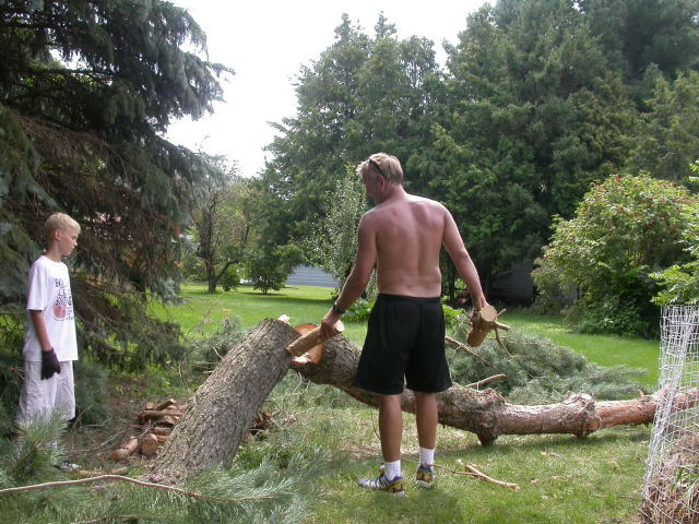 Now cutting down the crooked pine in back
