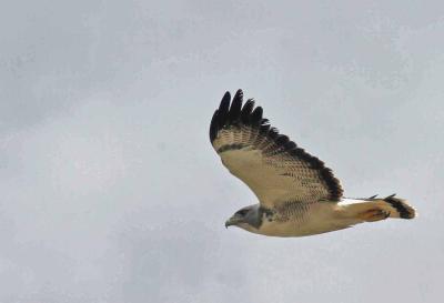 White-tailed Hawk 1