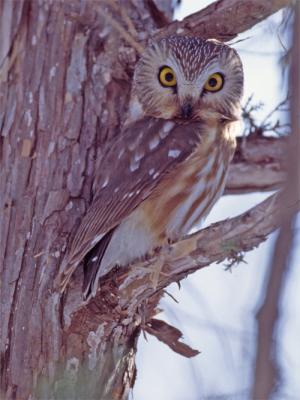 Northern Saw-Whet Owl