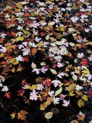 Pond Leaves.jpg