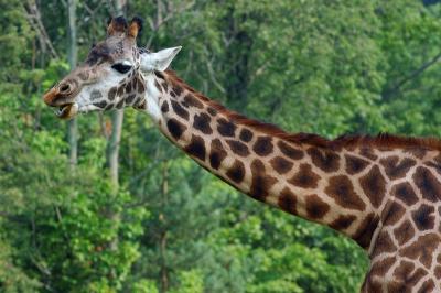 Giraffe Chewing.jpg
