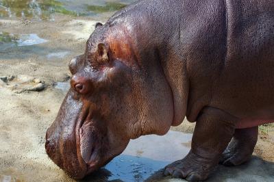 Hippopotamus Face.jpg