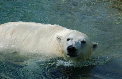 Polar Bear Swimming.jpg