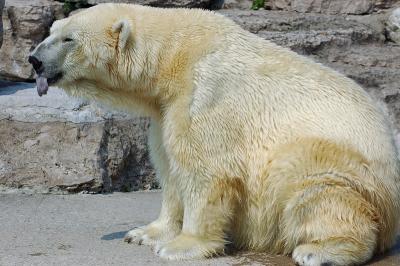 Polar Bear Tongue.jpg