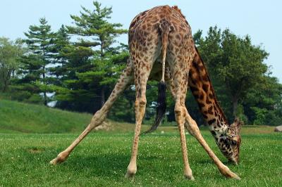 Splayed Giraffe.jpg