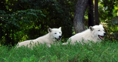 Two Arctic Wolves.jpg