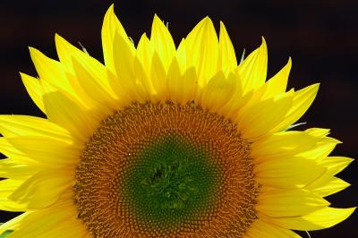 Backlit Sunflower.jpg