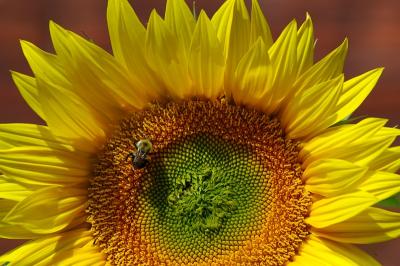 Sunflower and Bumblebee.jpg