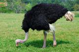 Ostrich Pecking.jpg