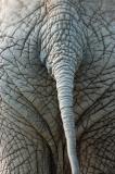 Elephant Tail.jpg