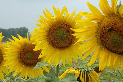 Sonnenblumen