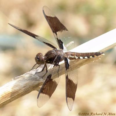 Common Whitetail (immature male)