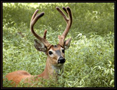 JPG SB Deer Look P7258283.jpg