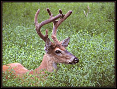 JPG SB 1 Buck P7258258.jpg
