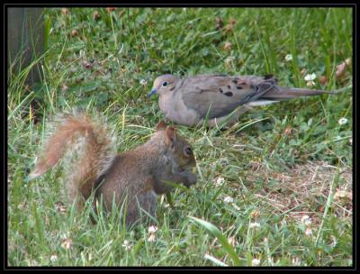 JPG SB Dove Squirrel 2 P7248170.jpg