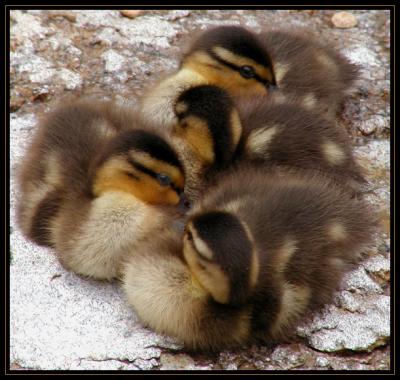 JPG SB Duckling Bundle P6070643.jpg