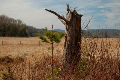  Son Of A Tree  DSC_0780.jpg