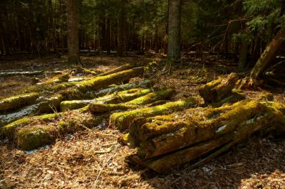 JPG CS Moss Trees DSC_0800.jpg