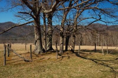 JPG CS Soul Trees DSC_0905.jpg