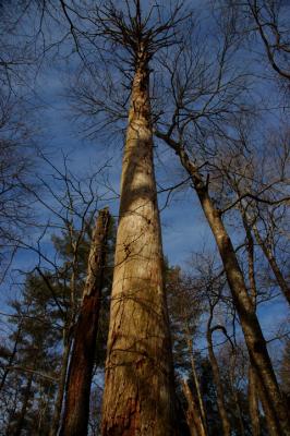 JPG CS Tall DSC_0591.jpg