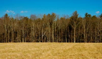 JPG CS Treeline DSC_0893.jpg