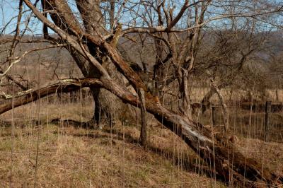 JPG CS Tree Deer DSC_0658.jpg