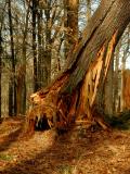 D70 Trees
