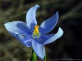 Celestial - Wild Iris