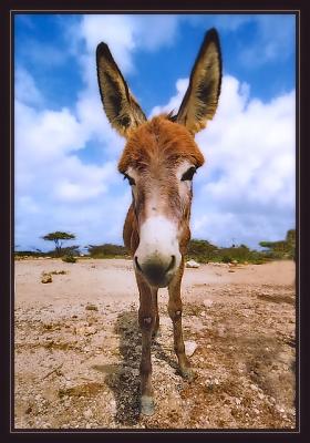 Bonairean Wild Donkey