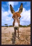 Bonairean Wild Donkey