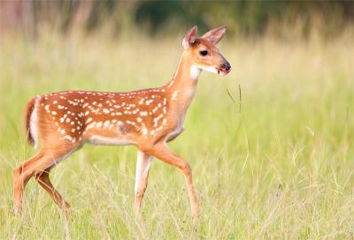 Fawn