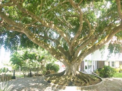 St Nevis - 100 year old tree at Montpelier