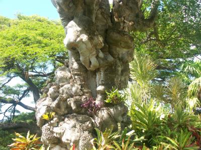 St Nevis - twisted trunk tree