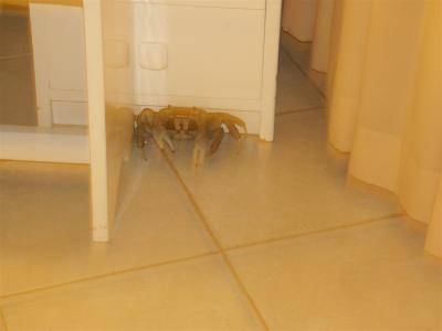 Barbados - Crab crawled into our hotel room