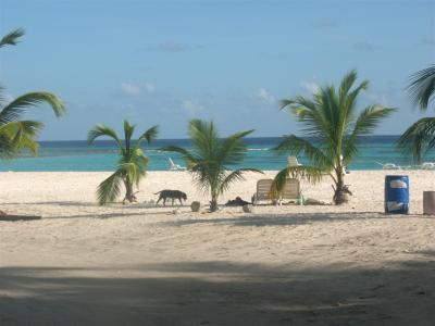 Barbados typical beach