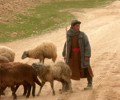 u35/rl/medium/40413321.TheShepherd.jpg
