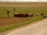 Herd of goats and sheep 3 March, 2005