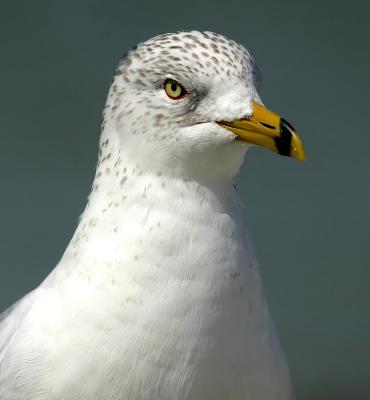 the Gull