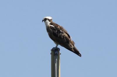 Fishhawk (Osprey)