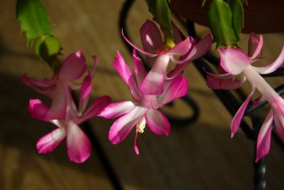 Christmas Cactus