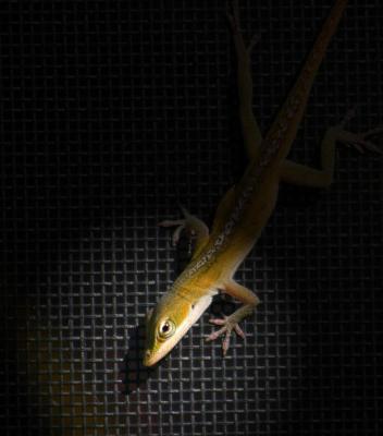 the Spot Lizard