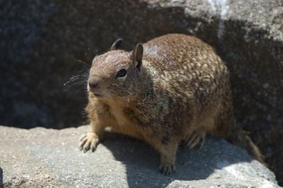 Squirrel at Morro Bay