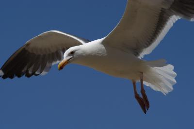 Gull at Morro Bay