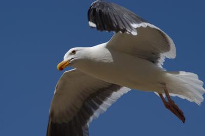 Gull at Morro Bay