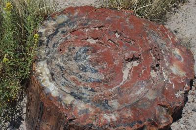 Petrified Forest 107