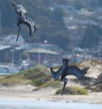 Pelicans diving into Morro Bay